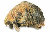 Woolly Mammoth Upper M Molar - North Sea Deposits #295865-2